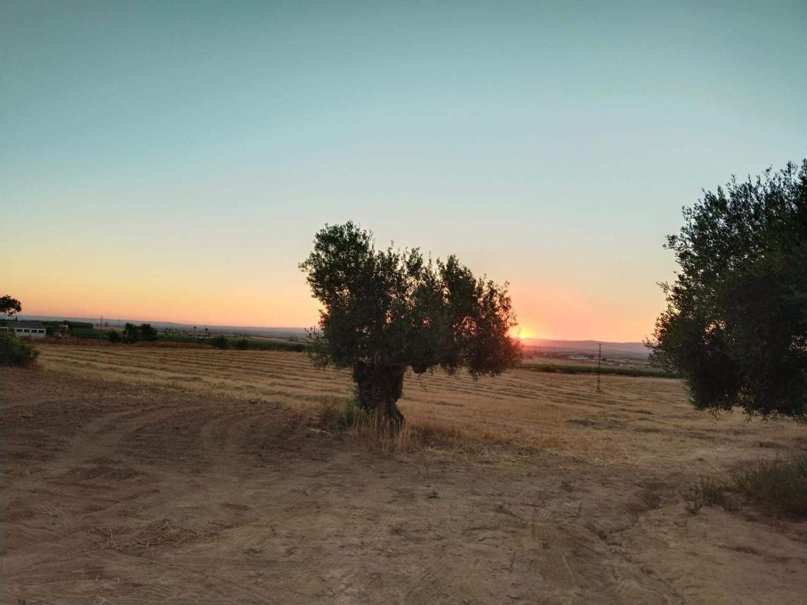 Casa Rural Cerro Campon Carmona  Dış mekan fotoğraf